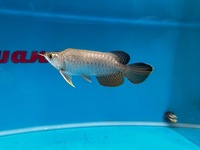 Very Rare KING AROWANA 24k GOLD CROSBACK SOLD SOLD SOLD