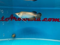 Very Rare KING AROWANA 24k GOLD CROSBACK SOLD SOLD SOLD