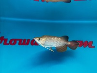 Very Rare KING AROWANA 24k GOLD CROSBACK SOLD SOLD SOLD