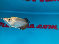 Very Rare KING AROWANA 24k GOLD CROSBACK SOLD SOLD SOLD