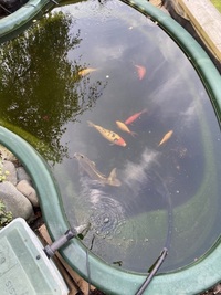 Decommissioning garden pond