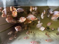 Mix of various hybrid parrot fish last 20 left from 500