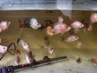 Mix of various hybrid parrot fish last 20 left from 500