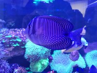 Regal and SailFin large tangs