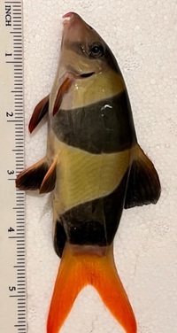 5 X 6” INCH CHUNKY CLOWN LOACHES £150 FOR THE GROUP FREE DELIVERY 27/10/23 - UPDATED