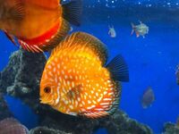 Over 800 discus in stock @ CHESHIRE OAKS DISCUS..from £20. stock on youtube