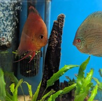 2 x Breeding Pair of Discus Proven