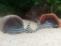 L046 ADULT ZEBRA PLECOS - BREEDING SIZE - Last few