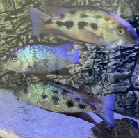 fossorochromis rostratus Male SOLD