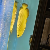 Golden crossback arowana 18-20 inch