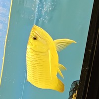 Golden crossback arowana 18-20 inch