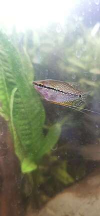 Pearl Gouramis for sale Woking