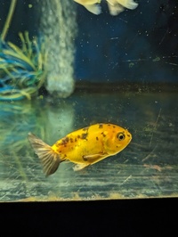 A range of mixed fancy goldfish