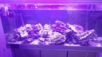 4ft Fishtank marine