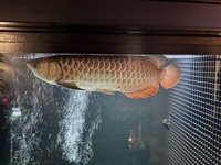 Malaysian golden arowana