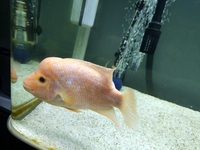 MIDAS CICHLID FOR SALE