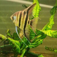 Angel fish Leopoldi f1 fry for sale