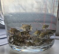 Angel fish Leopoldi f1 fry for sale