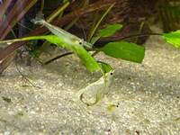 Clear/Snowball Cherry Shrimp