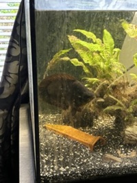 6 inch Leopard Bush Fish - £15