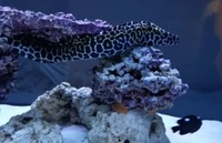 TESSALATA HONEYCOMB MORAY EEL MARINE SALTWATER