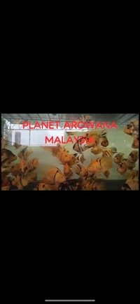 Super Rare Hybrid Parrot Fish available now Planet Arowana