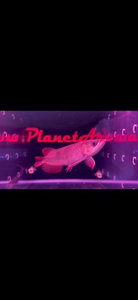 Super Red Asian Arowanas