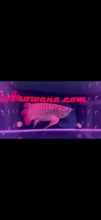 Super Red Asian Arowanas