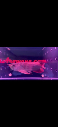 Super Red Asian Arowanas