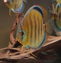 F1 Xingu Discus