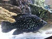 Paratilapia polleni bleekeri Black diamond starry night