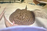 For sale Female mini marble stingray 10-11”. beautiful pattern