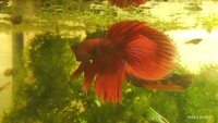 Red Male Siamese Fighting Fish High Grade