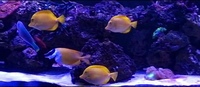 3 x Wild Yellow.Tangs £220