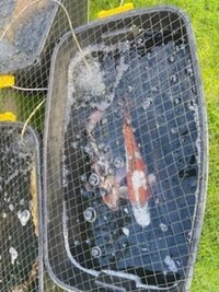 Pretty Koi fish and all equipment for sale - Pond closure