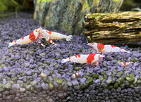 Crystal Red Shrimp AA grade.