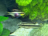 FREE breeding pair Kribensis - Penarth, Cardiff