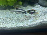 FREE breeding pair Kribensis - Penarth, Cardiff