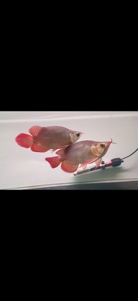 PAIR OF KING SUPER RED SHORT BODY AROWANA