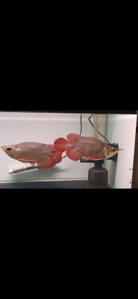 PAIR OF KING SUPER RED SHORT BODY AROWANA