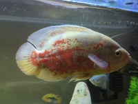 Albino Oscar 8-9 inches £20