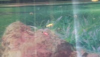 Swordtail Young for sale