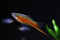 Yucatán wild type swordtail livebearer