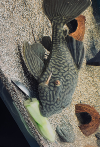 Watermelon pleco 13” chunky forsale