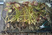 Water Lily crowns Nymphaea alba