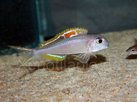 XENOTILAPIA NIGROLABIATA RED PRINCESS F2 - 6 cm 10 pounds each adults 15 pounds each