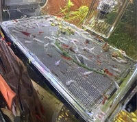 Snow White bristlenose pleco breeding group 2 males 2 females