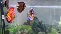 Stendker Discus for Sale