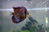 Stendker Discus for Sale