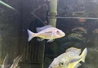 VARIOUS MALAWI CICHLIDS FOR SALE